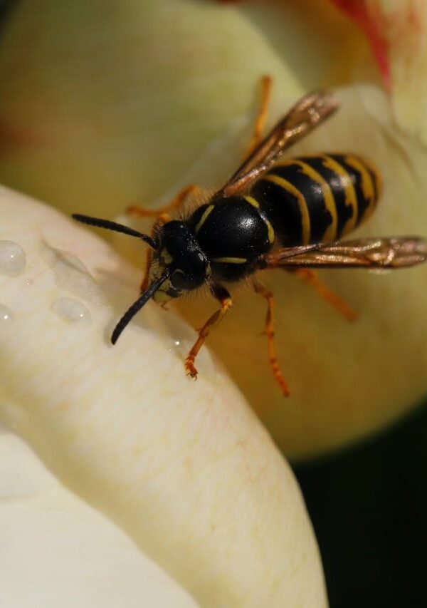 Wespen bestrijden zonder stress
